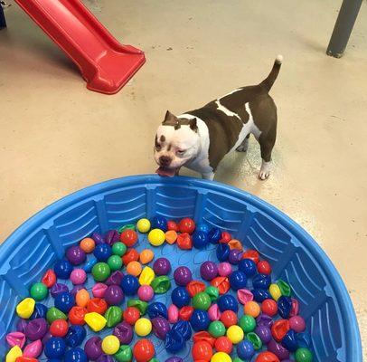 Play time at doggy daycare