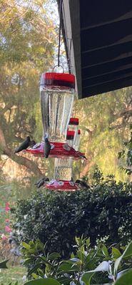 Happy Hummingbirds!!