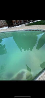 Nadim Ts Pool before we shocked,brushed, and filter cleaned.