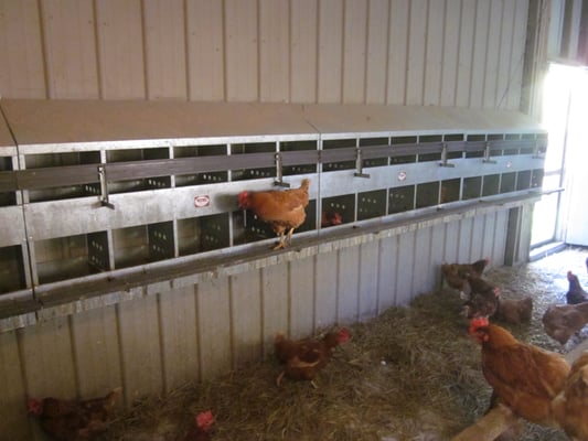 Chicken Coop with Rhode Island Red Hens