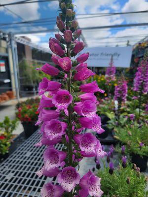 Garden Center. Beautiful annuals to choose from (5/7/22)