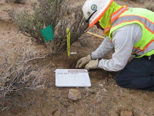 revegetation