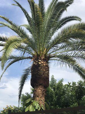 Date palm tree