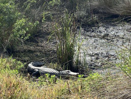 This huge alligator was basking in the sun. Be careful and aware of gators who have been around since the age of dinosaurs!