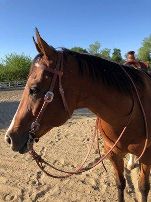 "Rudy" AQHA Lesson Horse