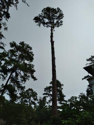 free estimates tree service houston