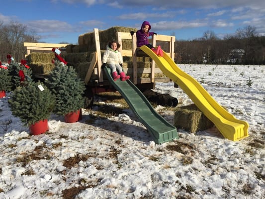 Martin Family Tree Farm