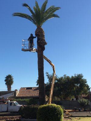 Canary Island Date Palm - Trimming Done & Now Shaping the Head