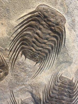 Moroccan Trilobite Fossils 24"x12"