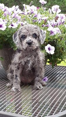 Rare blue merle Shelbo Schnoodle with blue eyes!