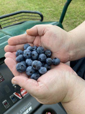 Handful of big sweet blueberries