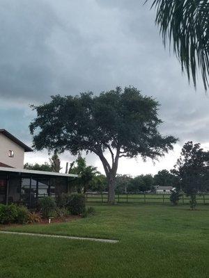 Beautiful Oak trimmed by raising the canopy and thinning out the middle. Proper trimming can extend the life and improve the health