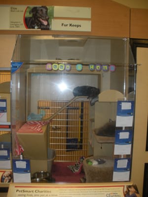 Cat Condo at Pets Mart