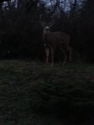 dusk deer out for a nibble