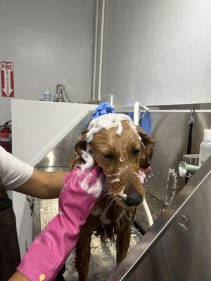 "Bubble bath day for Nala!"