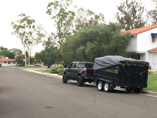 Truck and trailer always ready to haul away all debris!