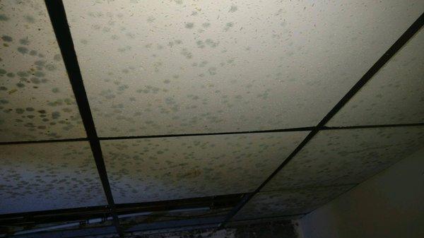 Mold jobs we have successfully remediated