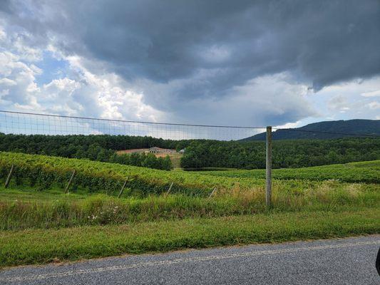 Vineyard from the road