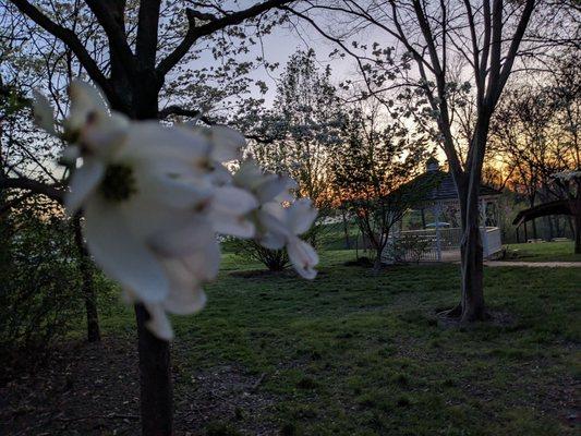 Dogwood and gazebo