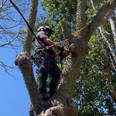 Me in full PPE climbing a kapok tree or aka silk floss tree.