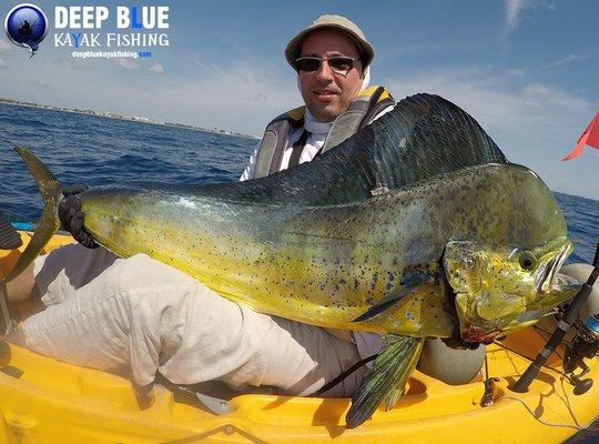 Massive Bull Mahi off Delray Beach!