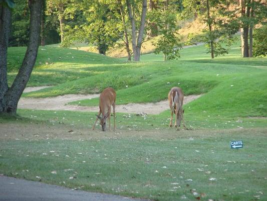 Wildlife at Heritage Bluffs