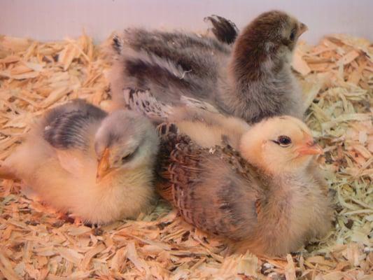 Every year we pick up eggs from a local Virginia farm and eagerly await for the eggs to hatch into baby chicks!