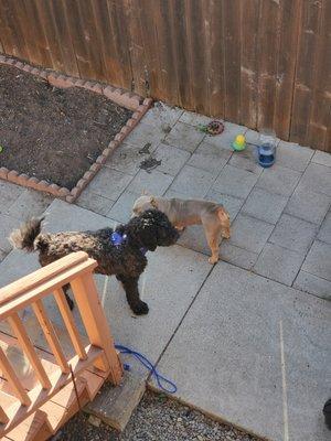 Outdoor playtime with our repeat doodle and puppy