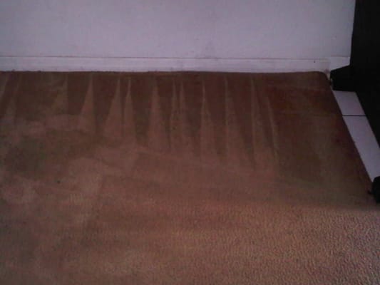 organic carpet cleaning