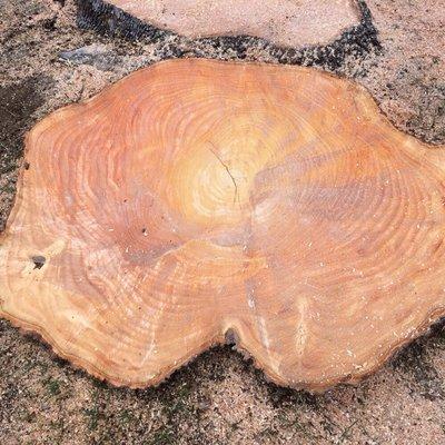 Cross section of a huge tree! These guys rock!