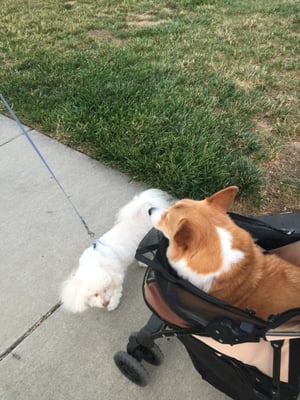 Violet & Buttercup love the park!