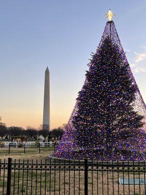 Tree covered with net of lights