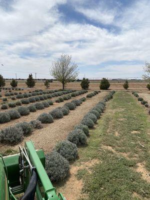 Lavender farm