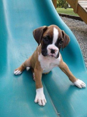 CV Art's mascot, Joe, Joe Boxer is his name and yes, he's as adorable as he looks. He's a little bigger than his pic now.