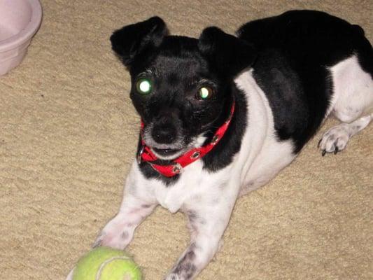 Shelby, our 15 year old rat terrier.  She's been through so much, thanks to the wonderful care.