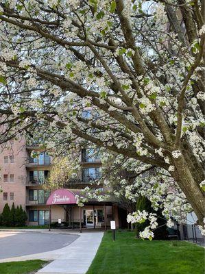 This is The Frankin Apartment with blooming trees in the Spring.