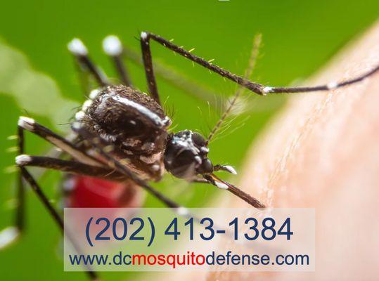 DC Mosquito--Your first choice for Mosquito Control services.  We are better than the rest!