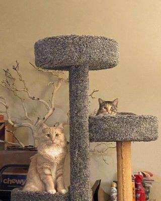 Our cats on their new condo