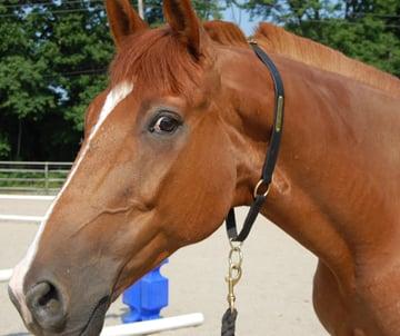 Leather neck halter in black and havana. Perfect for face-free grooming and safe bridling.