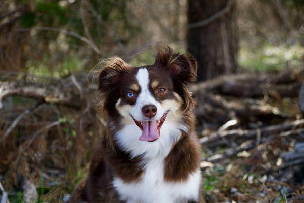 Happy Tails Doggie Daycare And Pet Lodge