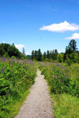 Lupine Pathway.