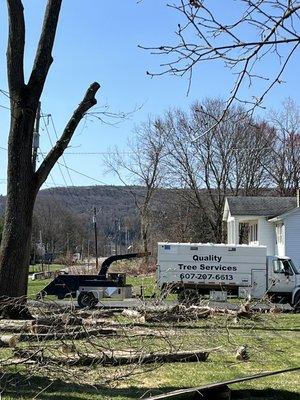 Oak tree removal