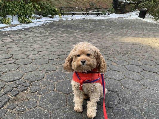 Brooklyn Bone Dog Walkers