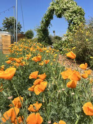 Flowers in bloom