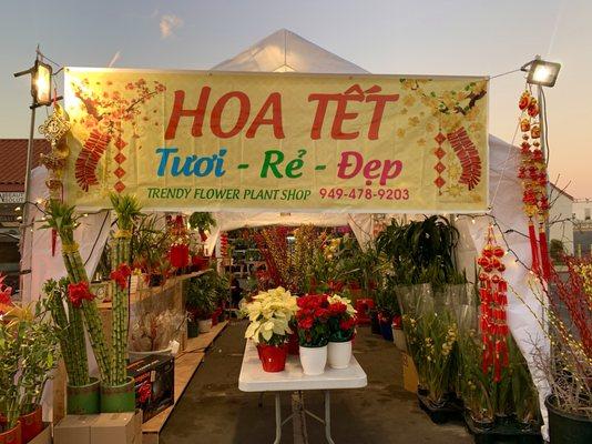 Hoa Têt Lunar New Year Flowers & Arrangements