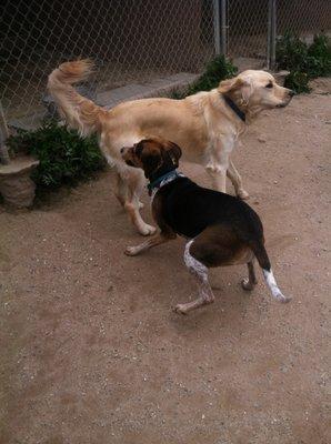 Callan and Kaiser playing tag.