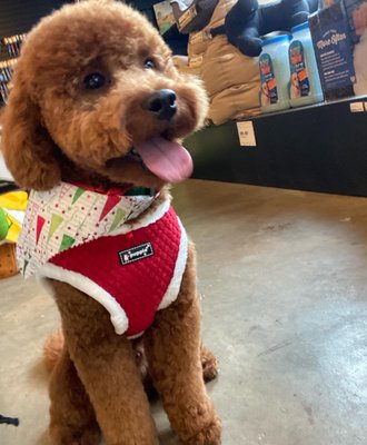 This was after his grooming, he's always a happy sweet boy.