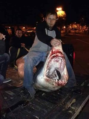 600lb+ mako from shore