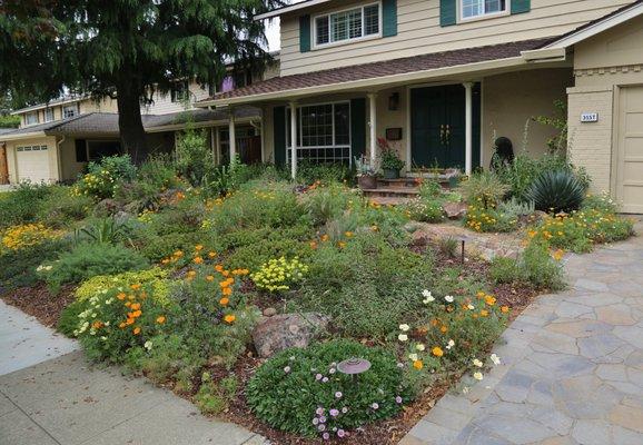 A front yard in San Jose.