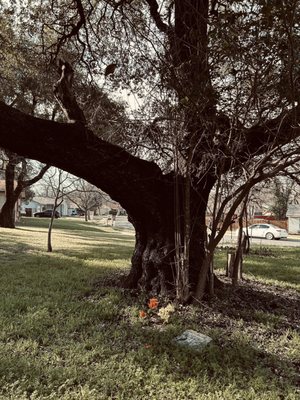 The large tree where the graves are